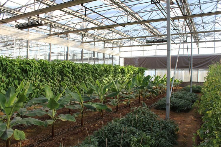What factors can affect the life span of the greenhouse