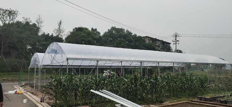 How to prevent the lack of vegetable nutrition in vegetable greenhouses